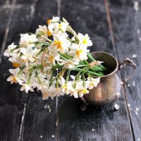 suriye.hasanova