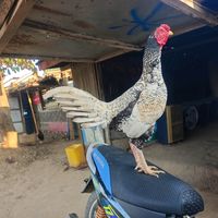 original sound - 🐓❤️ရွှေအောင်လံ❤️🐓