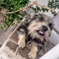 ajudeoelvis05