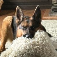 kodiak_baby