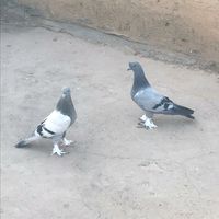 mardinoyun_kusu