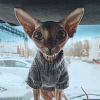 оригинальный звук