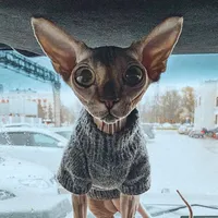 original sound - sani_stor