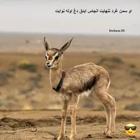 original sound - imarhan41