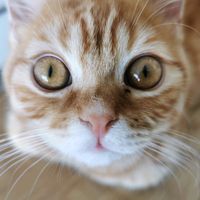 maxiepuss