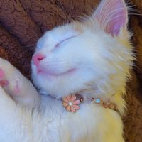 ekrams_molly