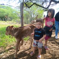 elcatiredeloscerdos