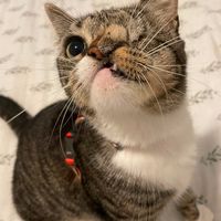 houseofpets3