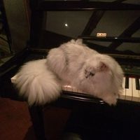 الصوت الأصلي