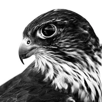 original sound - sf.rrx