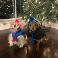 dogmama2.0