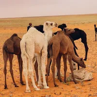 original sound - abo_tami1