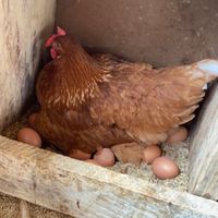 ferme.aminataf