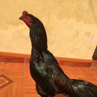 fcthuanan