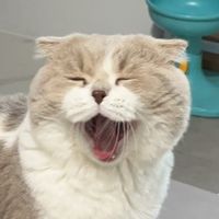 เสียงต้นฉบับ - casper.meowauan