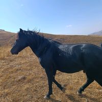 elmin.hesenov2