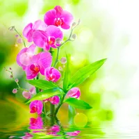 original sound - gohinbaluchor4