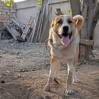 karona_644