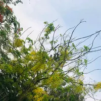 original sound - dead_12346