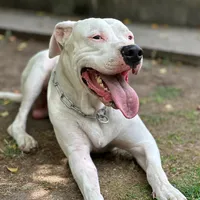 original sound - dogoarglebron