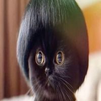 _mihai.jp