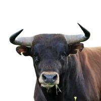 wuevosdetoro