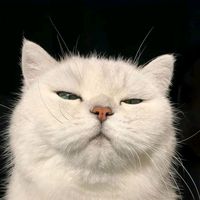 suara asli - YN