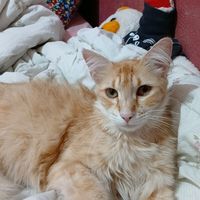 gatinhax_docinhox
