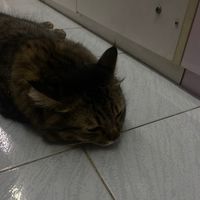 chxlaluk_snt