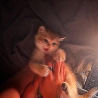 joymeowy