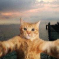 suara asli - daily.meow1