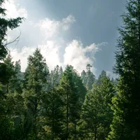 original sound - mitzicarrillo07