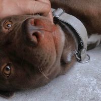 doggy22660