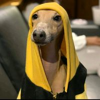 pliniotheboss