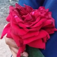 mayai862