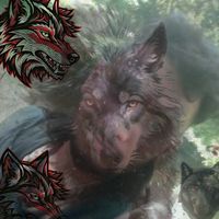 wolf_sd_