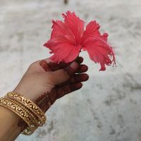 janislamtanu