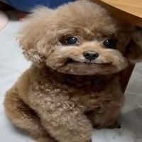 lauchagb