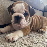 porkchop_bulldog