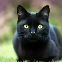 original sound - kobir199319