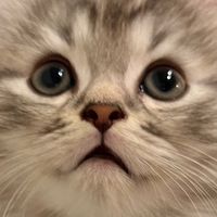 nyannyan_daikichi
