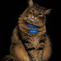 tobbycat1
