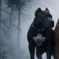_pitbul_nation_