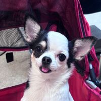 honey_2628.0