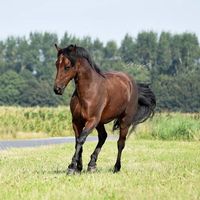 horses.lifee._