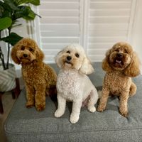 cavoodle_ruby_rosi