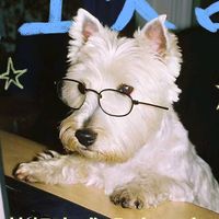 hoidongpets