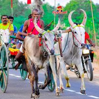 original sound - ரேக்ள காதலன் பட்டுக்கோட்டை