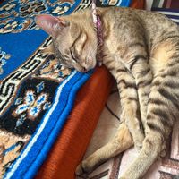 chador_drelma