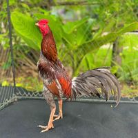 saipha12345